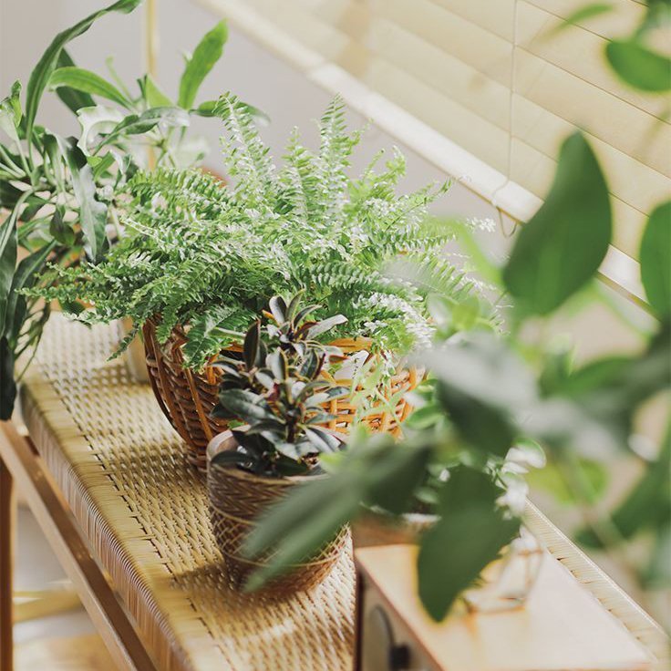 不只招爛桃花！為什麼房間不能放假花?